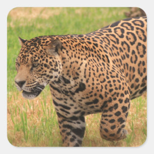 Adesivo Quadrado Jaguar Stickers