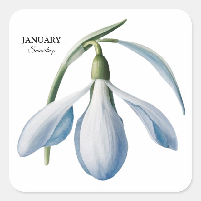 Adesivo Quadrado Jan Snowdrop Bloom - Presente Personalizado (Frente)