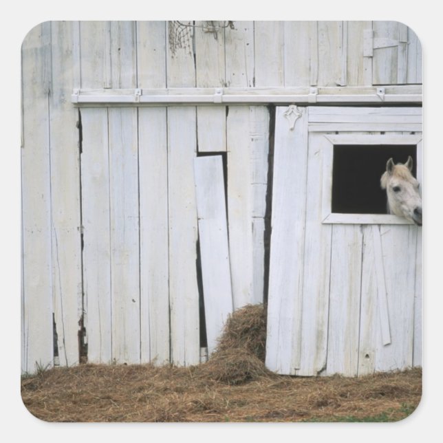 Adesivo Quadrado Janela do Pano do Cavalo (Frente)