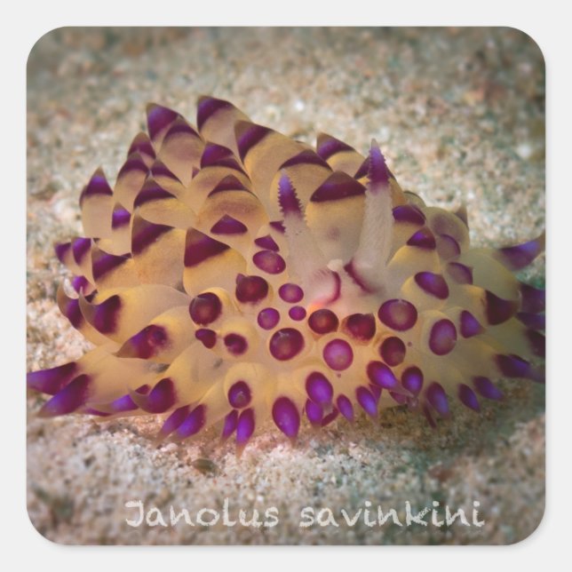 Adesivo Quadrado Janolus savinkini Stickers (Frente)