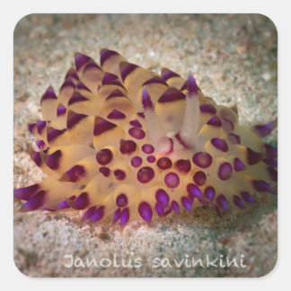 Adesivo Quadrado Janolus savinkini Stickers