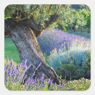 Adesivo Quadrado Jardim cênico com flores, França