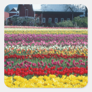 Adesivo Quadrado jardim de exposição de tulipas, condado de Skagit,