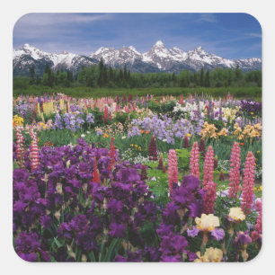 Adesivo Quadrado Jardim de íris e lupino e cordilheira Teton,