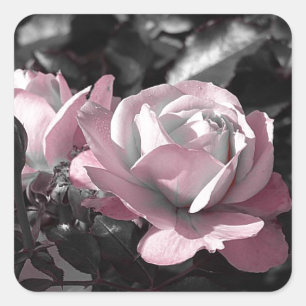 Adesivo Quadrado Jardim de rosas cor-de-rosa