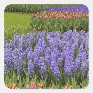 Adesivo Quadrado Jardim de Tulipas e Jacintos, Jardins Keukenhof,