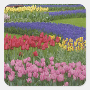 Adesivo Quadrado Jardim de tulipas, jacintos e