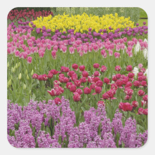 Adesivo Quadrado Jardim de tulipas, narcisos e jacintos