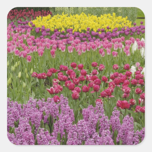 Adesivo Quadrado Jardim de tulipas, narcisos e jacintos (Frente)