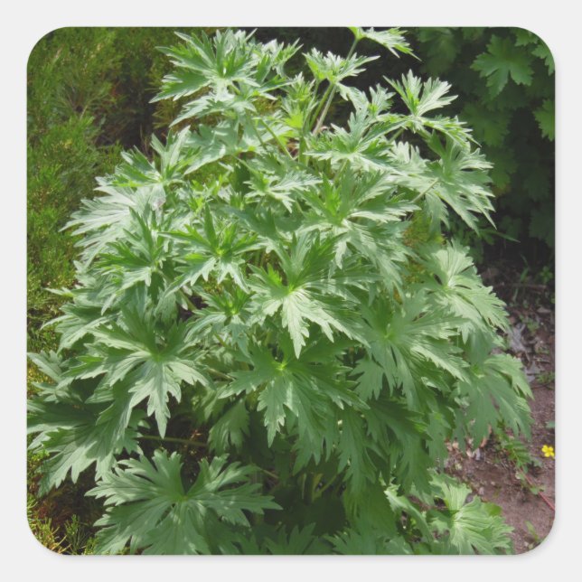 Adesivo Quadrado Jardim Isolado (Frente)