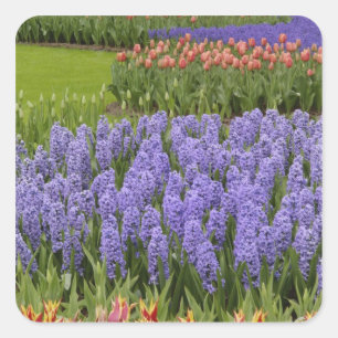 Adesivo Quadrado Jardim Tulip e Hyacinth, Jardins Keukenhof,