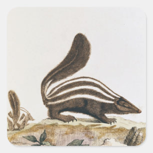 Adesivo Quadrado Jaritataca, de "Histoire Naturelle" perto