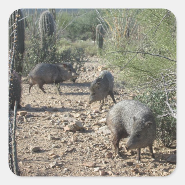 Adesivo Quadrado Javelina Stickers (Frente)