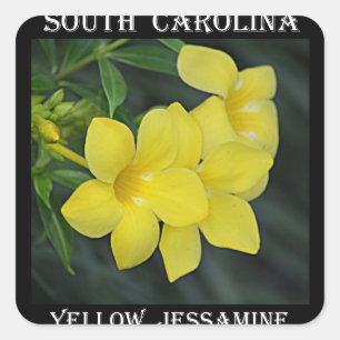 Adesivo Quadrado Jessamine amarelo South Carolina
