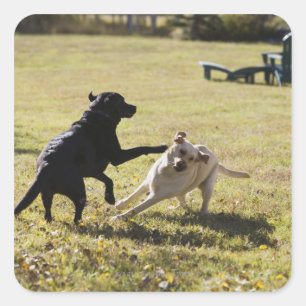 Adesivo Quadrado Jogo dos cães