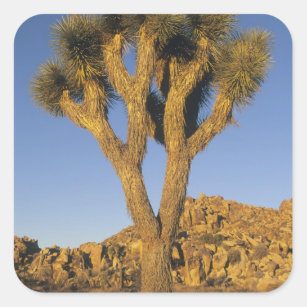 Adesivo Quadrado Joshua Tree, Yucca brevifolia), e granito