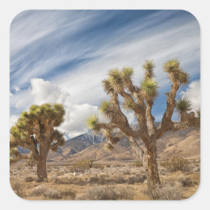 Adesivo Quadrado Joshua Trees no Deserto