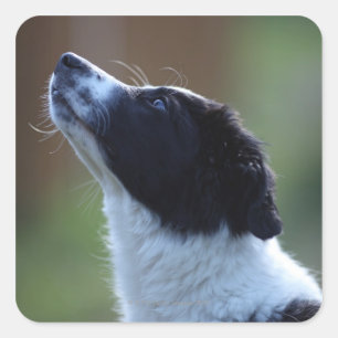 Adesivo Quadrado jovem pup Border Collie