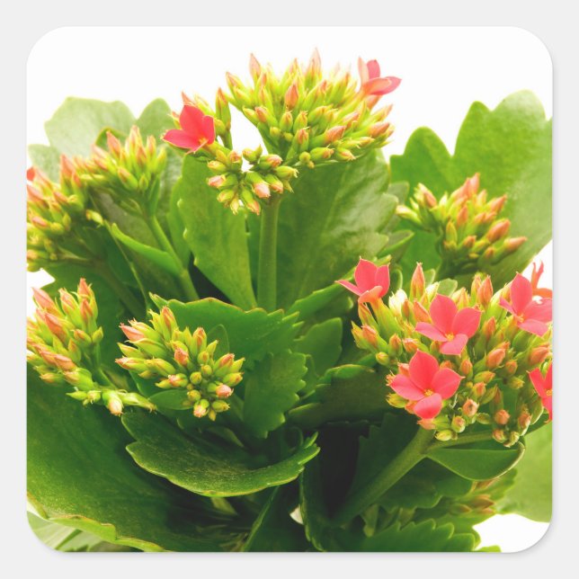 Adesivo Quadrado Kalanchoe blossfeldiana (Frente)