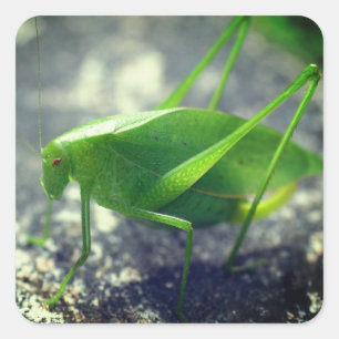 Adesivo Quadrado Katydid Grafopper Nature