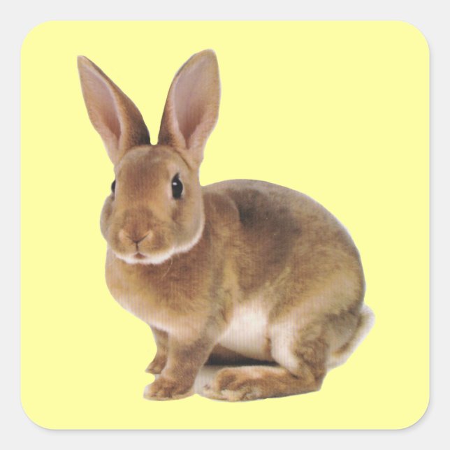 Adesivo Quadrado Kawaii Cute Bunny Rabbit (Frente)