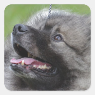 Adesivo Quadrado Keeshond adorável
