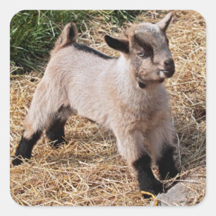 Adesivo Quadrado Kid Sticker