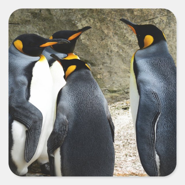 Adesivo Quadrado King Penguin (Frente)