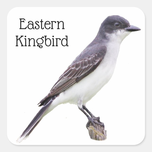 Adesivo Quadrado Kingbird Oriental (Frente)