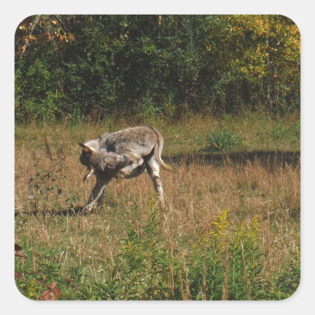 Adesivo Quadrado Kissing Bumbum Donkey (Frente)