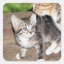 Adesivo Quadrado Kitten