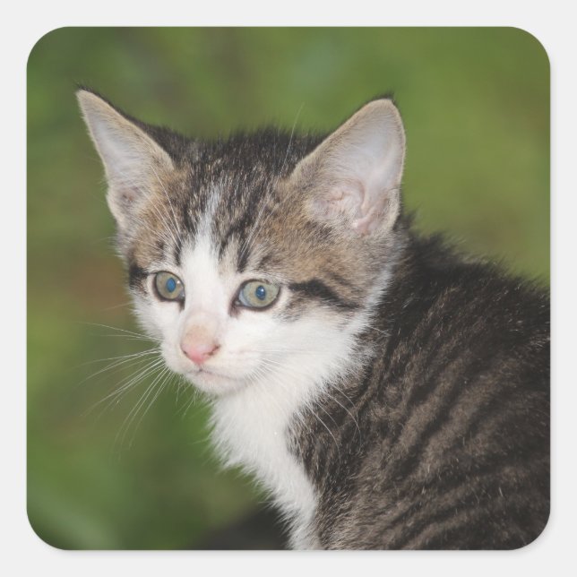 Adesivo Quadrado Kitten (Frente)