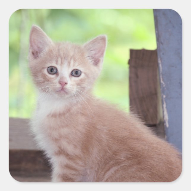 Adesivo Quadrado Kitten (Frente)