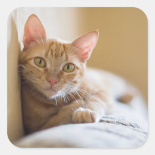 Adesivo Quadrado Kitten Deitado No Sofá