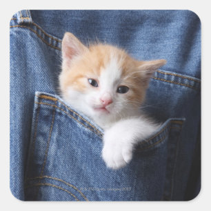 Adesivo Quadrado Kitten em Jeans azuis