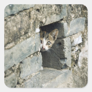 Adesivo Quadrado Kitten Peeking out of Wall, Yangshuo, Guangxi