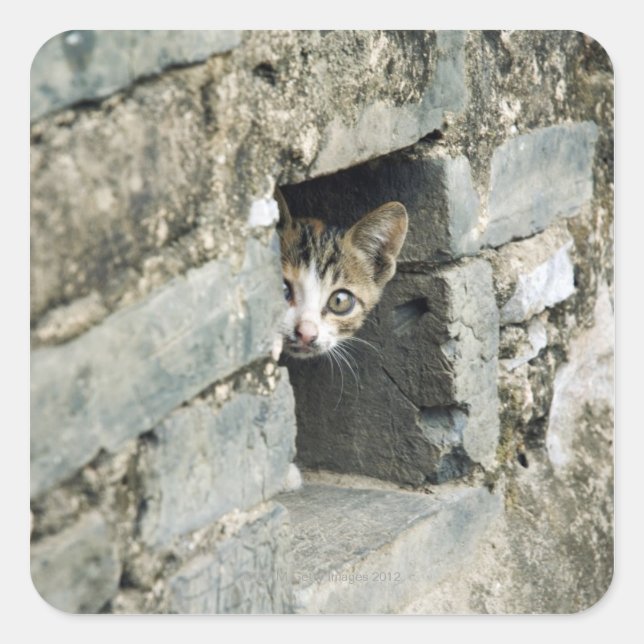 Adesivo Quadrado Kitten Peeking out of Wall, Yangshuo, Guangxi (Frente)