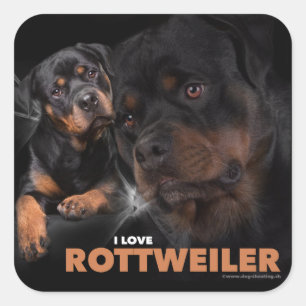Adesivo Quadrado Kleber - Rottweiler