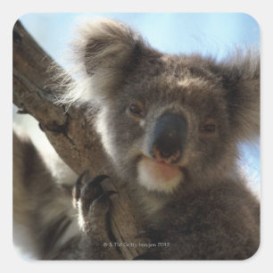 Adesivo Quadrado koala