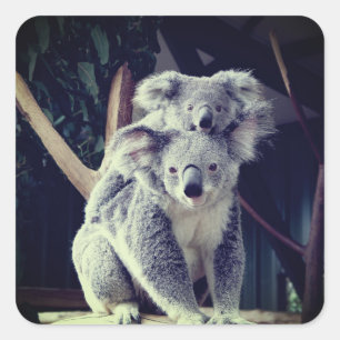Adesivo Quadrado Koala Bear