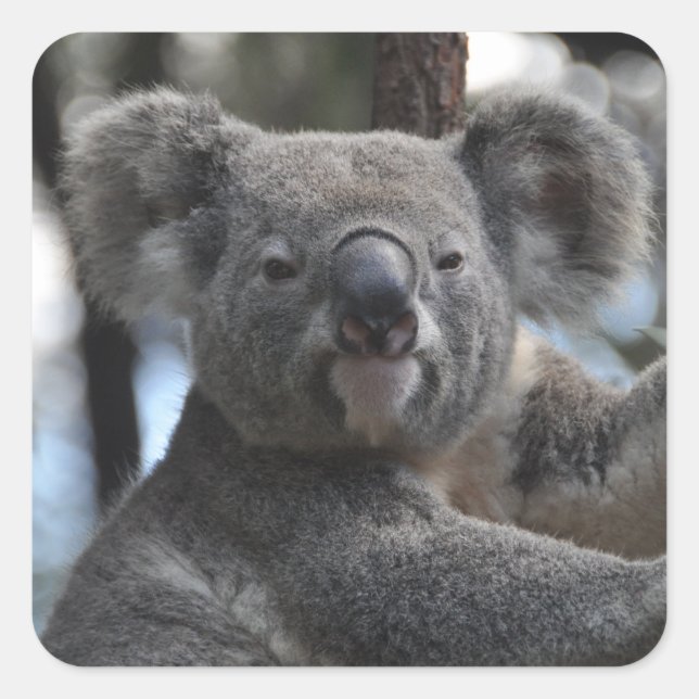Adesivo Quadrado Koala Bear em árvore (Frente)