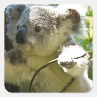 Adesivo Quadrado Koala cutie