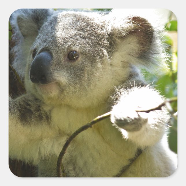 Adesivo Quadrado Koala cutie (Frente)