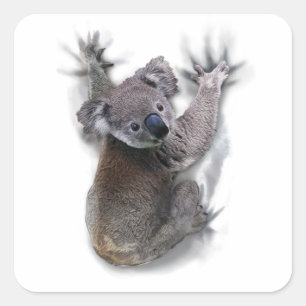Adesivo Quadrado Koala Hang No Urso Cóctil Traseiro Da Austrália
