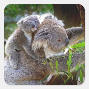 Adesivo Quadrado Koalas