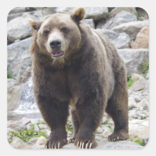 Adesivo Quadrado Kodiak Bear em um Rock