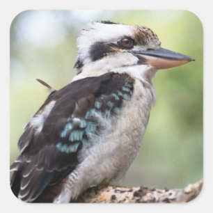 Adesivo Quadrado Kookaburra visto na Ilha Fraser