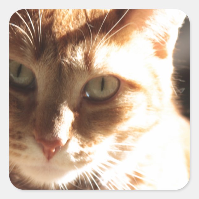 Adesivo Quadrado Kute Gatinho! (Frente)