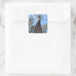 Adesivo Quadrado La Gerche Ponderosa Pine Sticker