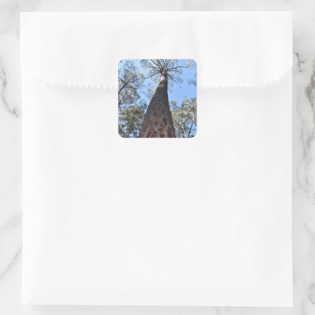Adesivo Quadrado La Gerche Ponderosa Pine Sticker (Bolsa)
